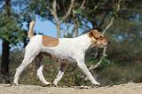 PARSON RUSSEL TERRIER 022